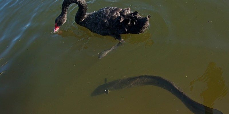 Черные лебеди и угри в Вековом парке в Сиднее