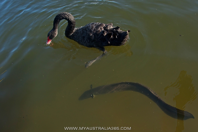 Черные лебеди и угри в Вековом парке в Сиднее